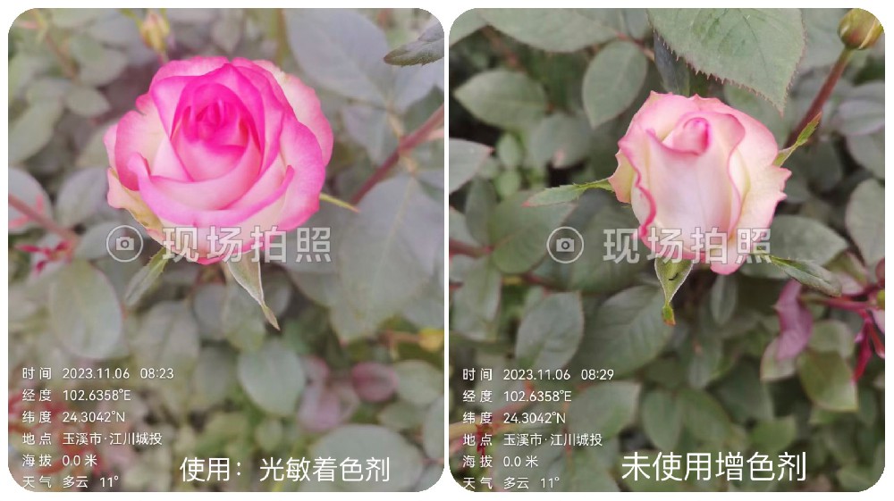 玫瑰花反馈
