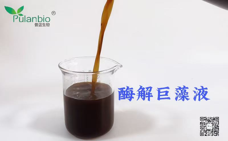 核心原料－南非巨藻海藻肥