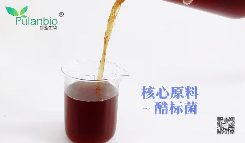 核心原料－CLYB菌(库标菌）